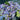 Imperial Hydrangea Stem - Lilac - Bumble Living