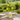 Limone Small Bottle Vase - Bumble Living