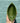 Green Leaf Mini Trinket Dish