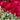 Artificial Cerise Peony faux flower stem by Hills Interiors, showcasing vibrant pink peony blossoms and green foliage.