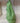 Apple Green Croggle Jug XL