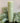 Verte Rustic Pillar Candle 210 hours