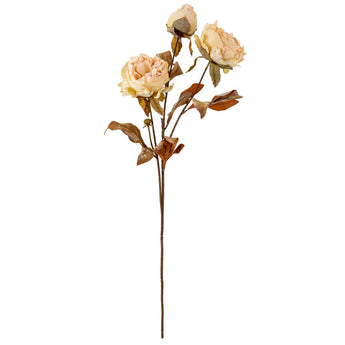 Artificial dried peony flower with almond cream-colored petals, perfect for floral decor from Oaktree UK.