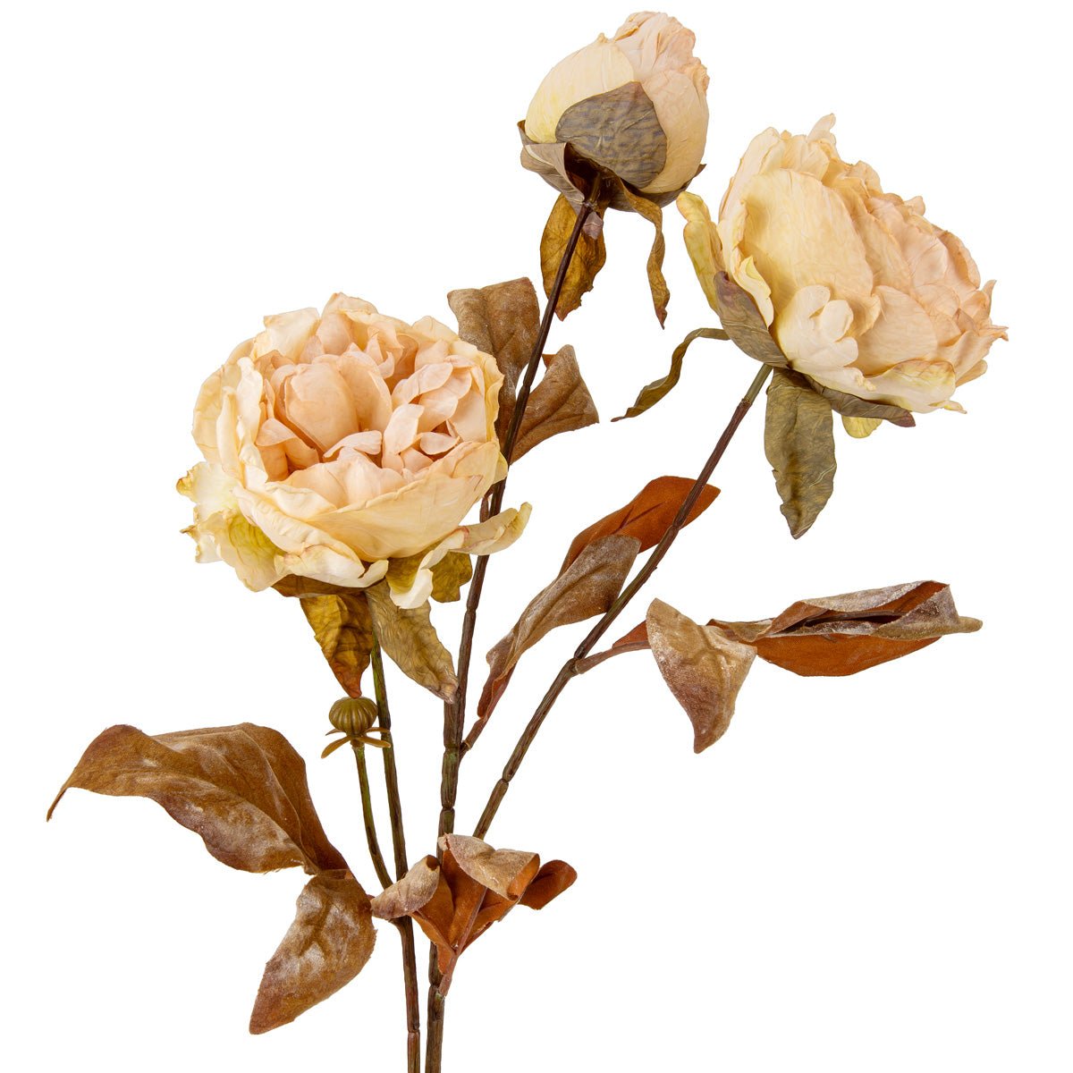 Artificial dried peony flowers with almond cream-colored petals, crafted for realistic floral decoration by Oaktree UK.