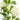 Artificial Peony Cream Spray by Oaktree UK, realistic cream-colored peony flowers in a natural arrangement.