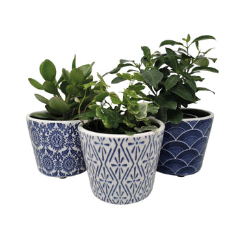 Casa Verde Delphi Midnight Dutch Plant Pot with assorted designs, ceramic container suitable for indoor and outdoor plants.