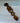Forever Entwined Padlock Welsh Love Spoon - Bumble Living