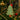 Gisela Graham gingerbread green tree decoration for seasonal decor, featuring a festive gingerbread design with green accents.