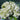 Imperial Hydrangea Stem - Ivory - Bumble Living