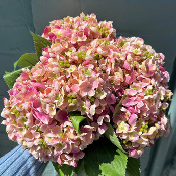 Artificial Imperial Hydrangea single stem in light pink, Lotus Imports Ltd, showcasing realistic faux flowers for home decor.