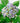 Imperial Hydrangea Stem - Lilac - Bumble Living