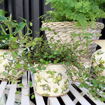 Chic Antique olive planter with a rustic ceramic finish, perfect for indoor or outdoor decorative plant display.
