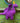 Purple Dragon with Wings Felt Decoration - Bumble Living