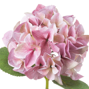 Single stem of artificial shabby pink hydrangea flowers by Hills Interiors, featuring delicate pink blooms and lush green leaves.