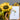 Sunflower-themed Happy Birthday plantable seed greeting card by The Seed Card Company, featuring colorful floral design.