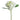 White Lace Cap Hydrangea - Bumble Living