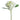 White Lace Cap Hydrangea - Bumble Living