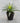 Aloe in Pot - Bumble Living