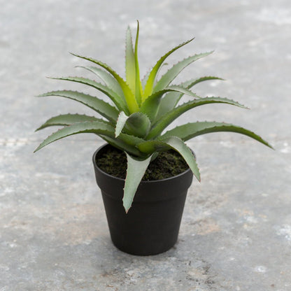 Aloe in Pot - Bumble Living