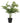 Asparagus Fern in Pot - Bumble Living