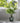 Asparagus Fern in Pot - Bumble Living