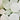 Bright Verte Rustic Pillar Candle 60 hours - Bumble Living