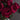 Single stem of Cerise Peony faux flower from Hills Interiors, showcasing vibrant pink petals and realistic artificial floral detail.