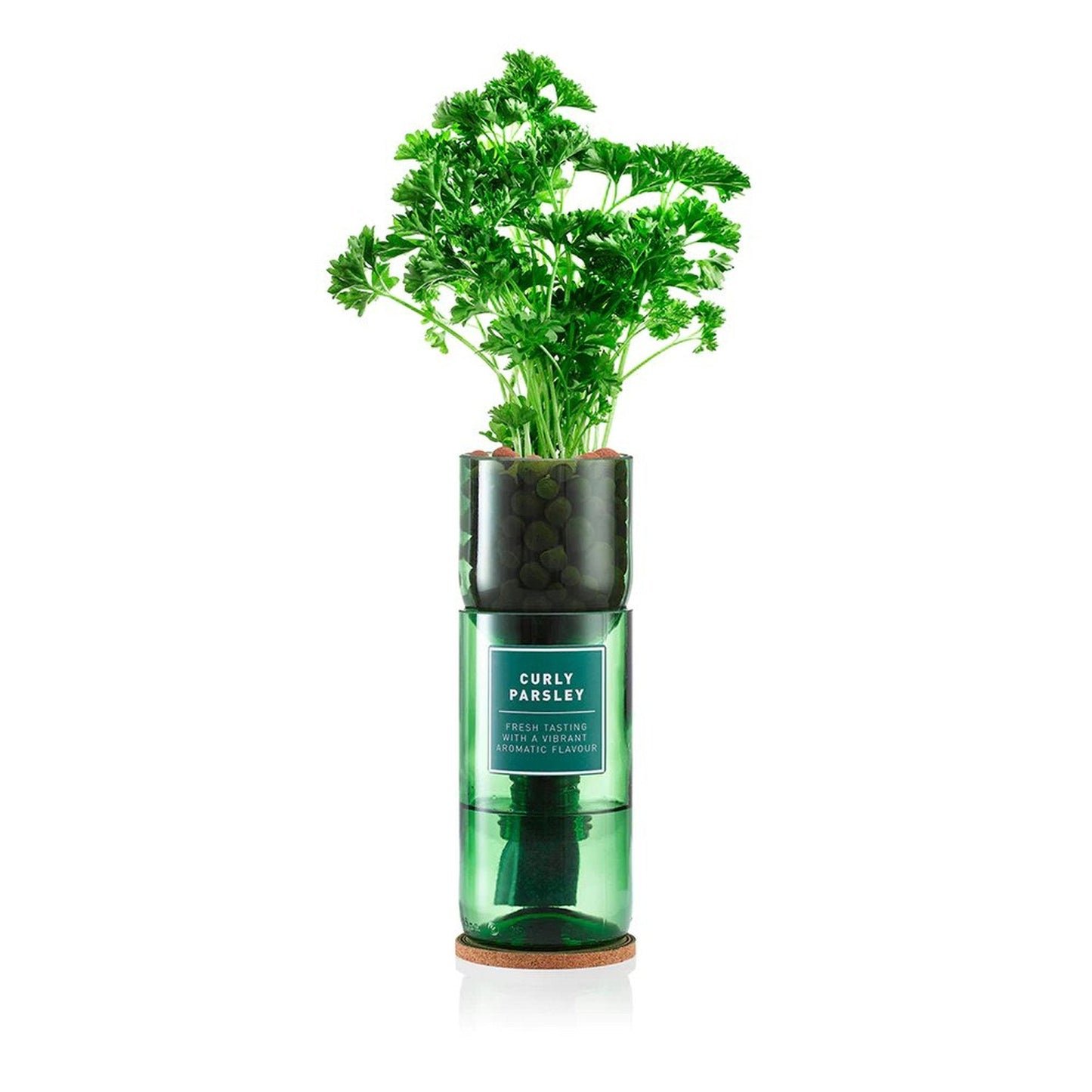 Curly Parsley Hydro-Herb Kit - Bumble Living