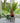 Fern in Pot - Bumble Living