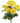 Geranium Bunch - Yellow - Bumble Living