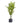 Large Paradise Potted Palm - Bumble Living