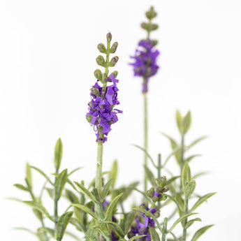 Artificial mini mixed lavender plant in a pot, decorative faux plants from Grand Illusions for home or office decor.