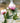 Peony Spray Light Pink - Bumble Living