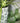 Spring Green Dots Bubble Vase - Bumble Living