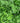 Sweet Marjaoram Hydro-Herb Kit - Bumble Living