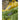 Turtle Bags Organic Short Handled String Tote Bag in Sunflower with natural woven design and short handles.