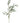 Willow Leaf Eucalyptus - Bumble Living